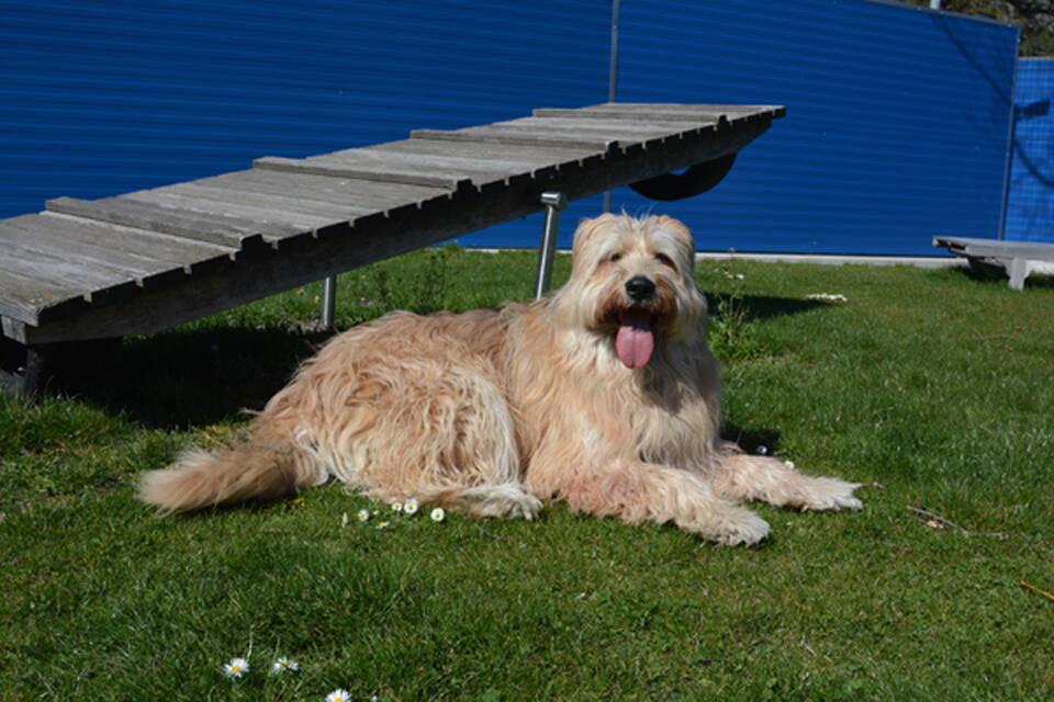 giuffo2024_bearb2-960.jpg giuffo2024_bearb2-960.jpg