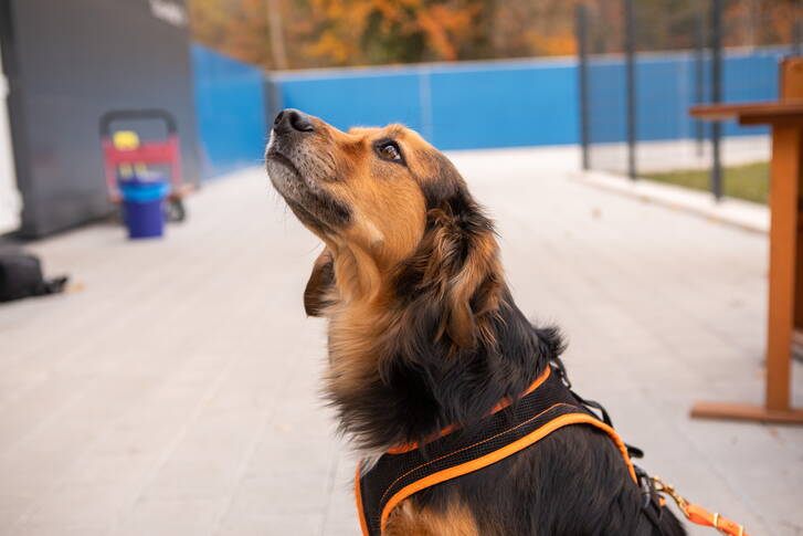 dogshome Bad Ragaz dogshome Bad Ragaz