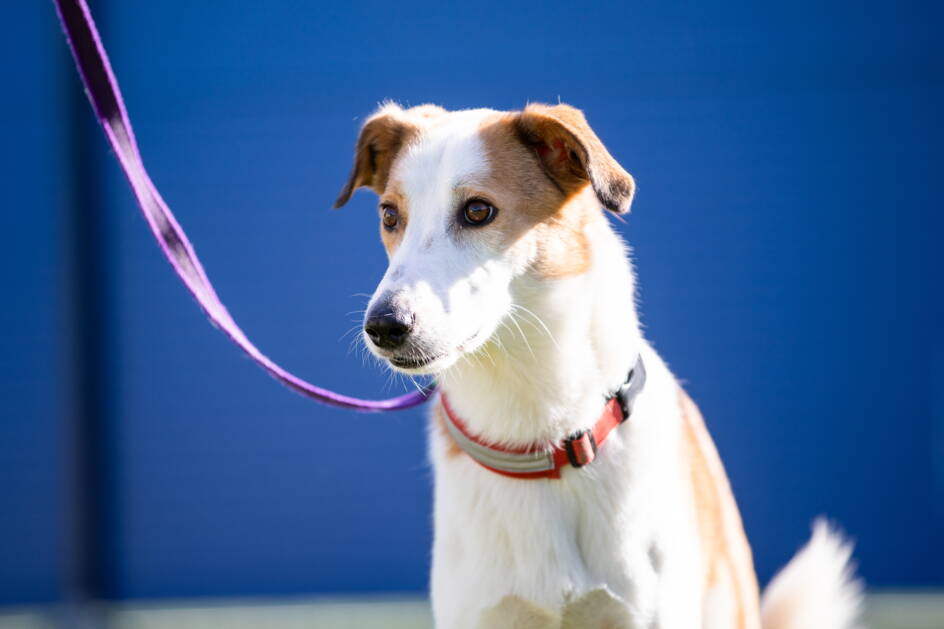 _mg_4589.jpg _mg_4589.jpg