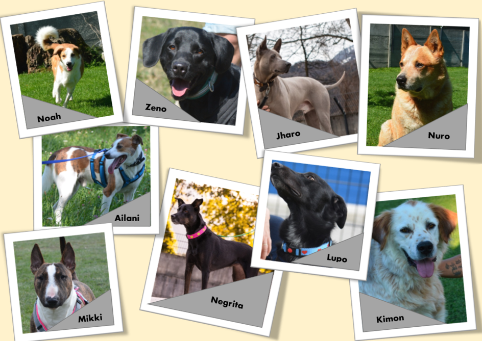 Collage Tierschutzhunde